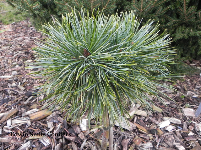 Pinus koraiensis 'Sichote-Alin'